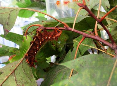 Caterpillar Bugfest