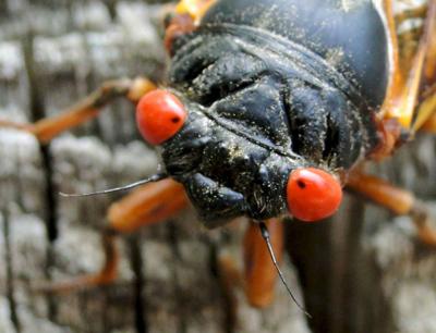 Cicada Swarm Skips Raleigh News Technicianonline Com Cicada Swarm Skips Raleigh News Technicianonline Com
