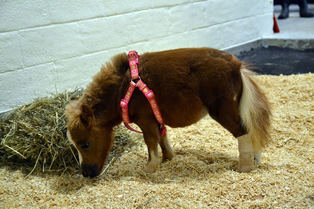 Tinkerbell, the miniature horse with dwarfism | Gallery ...