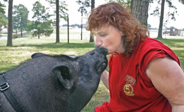 Painting Pig Treated At College Of Veterinary Medicine