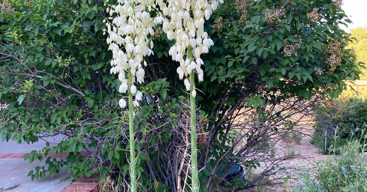 Natural Sightings: Grown from wild seed | Lifestyle | tehachapinews.com