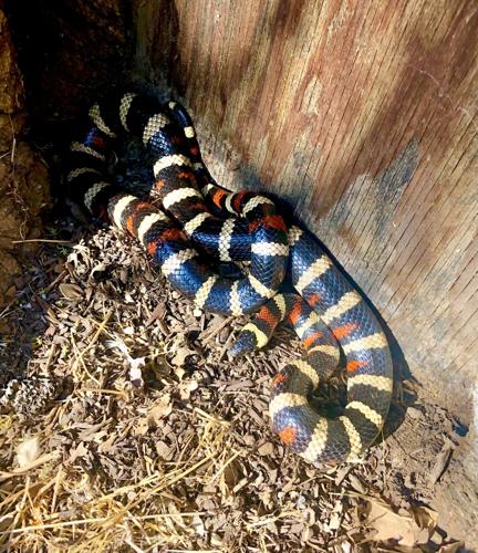 Natural Sightings: Our most beautiful snake