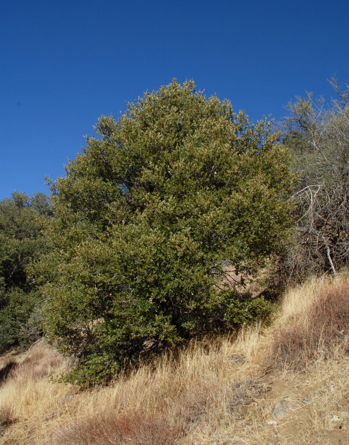 Pen in Hand Shrub Oaks, an overlooked but vital part of our oakbased