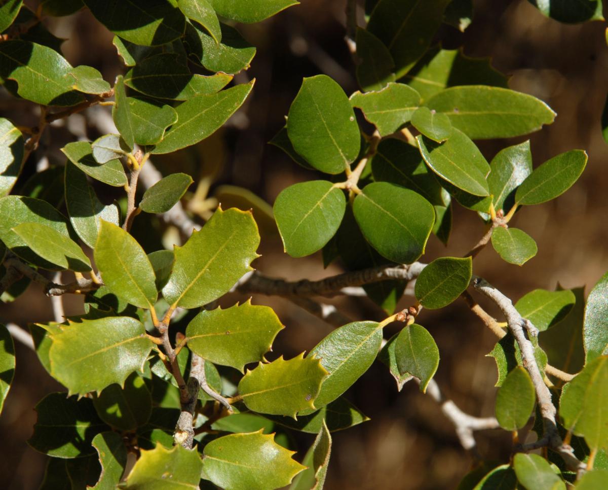 Pen in Hand Shrub Oaks, an overlooked but vital part of our oakbased