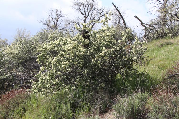 Pen in Hand: Buckbrush: the important shrub that looks like it got snowed  on  in May | Lifestyle | tehachapinews.com