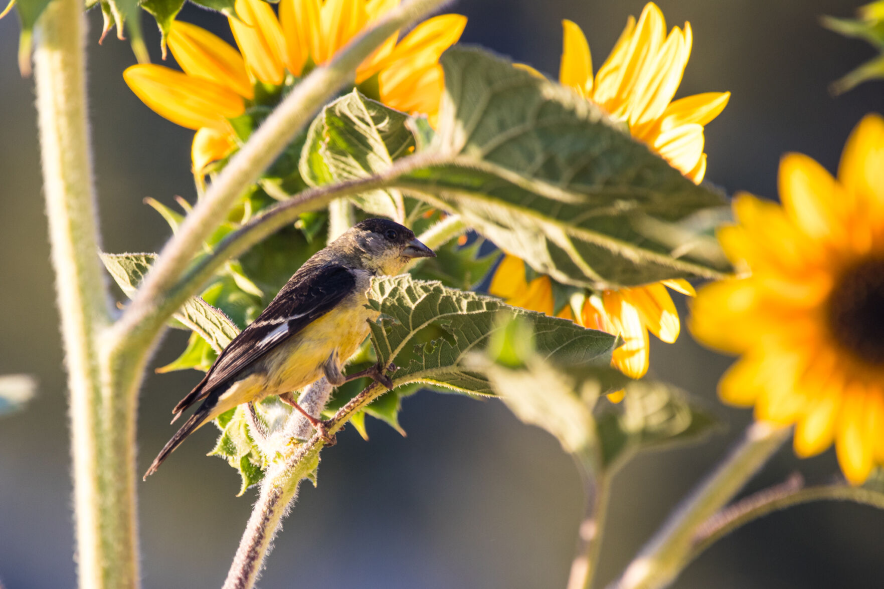 yellow finch sunflower