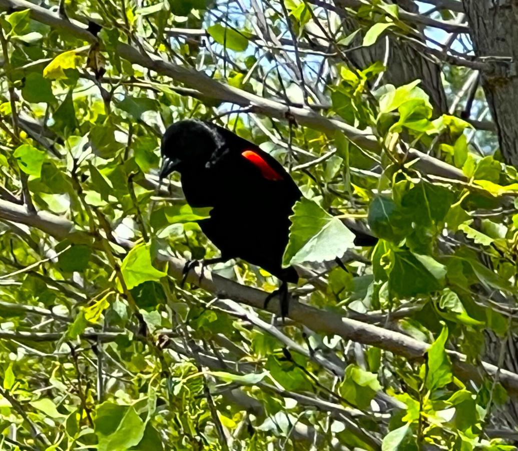Natural Sightings: Red-winged blackbird | Lifestyle | tehachapinews.com