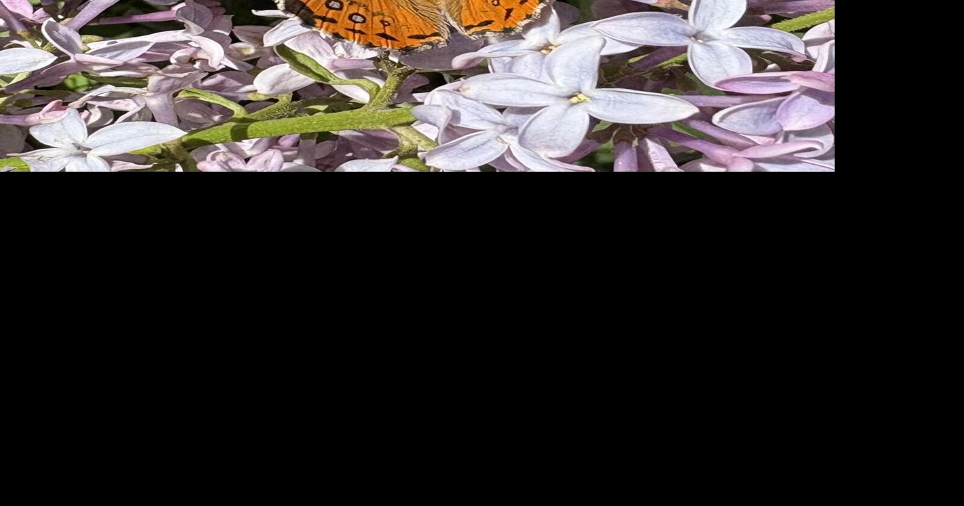 Natural Sightings: A butterfly and a blossom