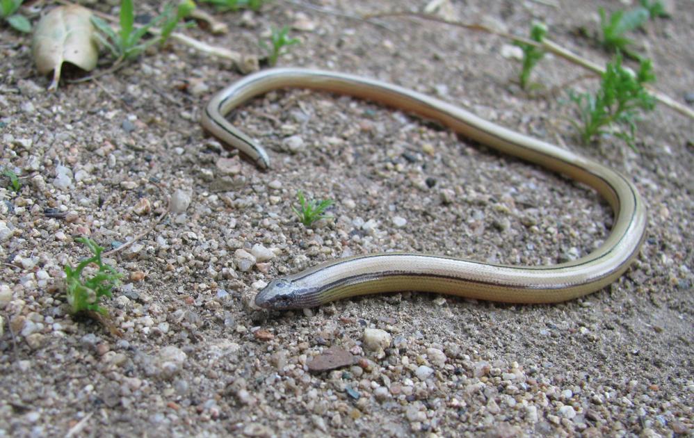 Pen in Hand Legless Lizard the snakelike lizards that hardly anyone ever sees Lifestyle