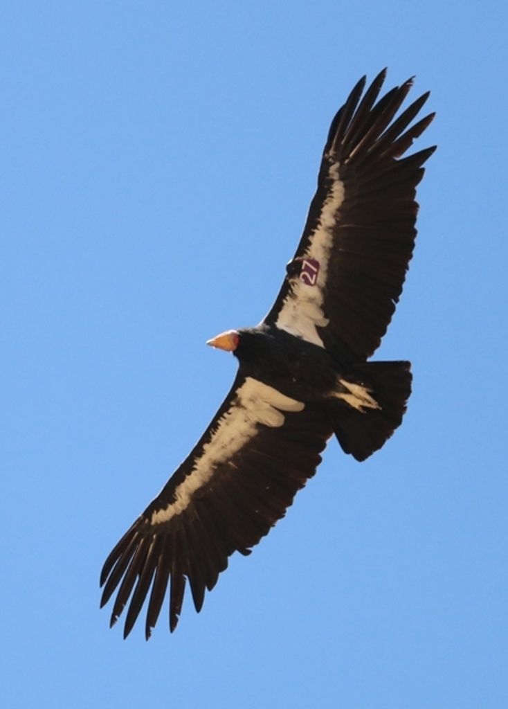 Pen In Hand California Condors In The Tehachapi Mountains Seen Here With Increasing Regularity Lifestyle Tehachapinews Com