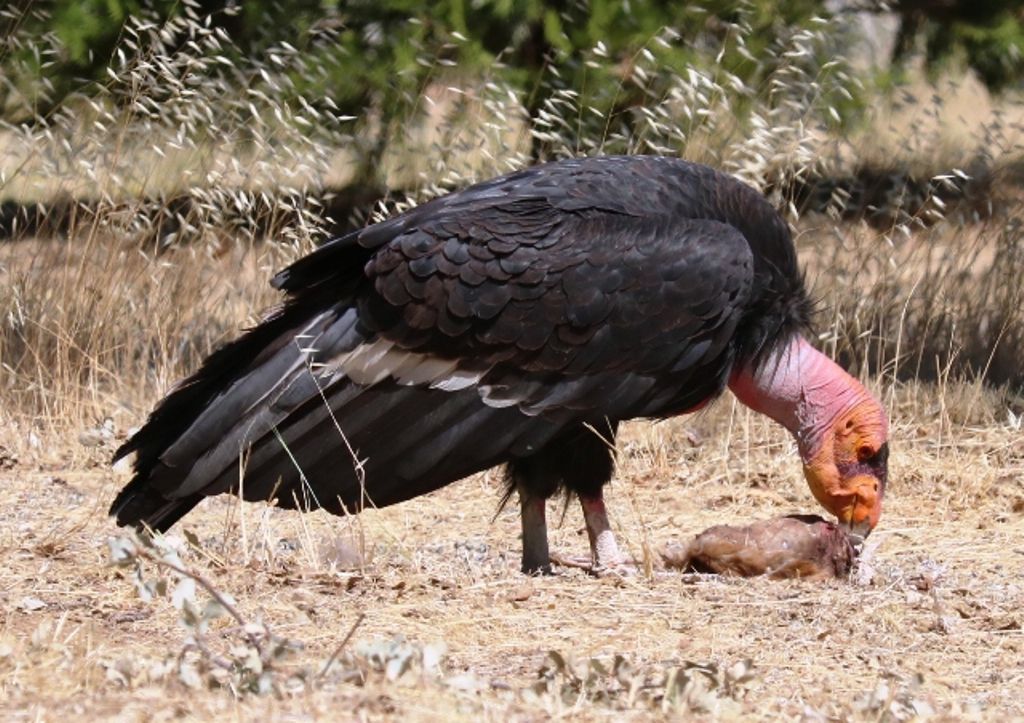 Pen In Hand California Condors In The Tehachapi Mountains Seen Here With Increasing Regularity Lifestyle Tehachapinews Com