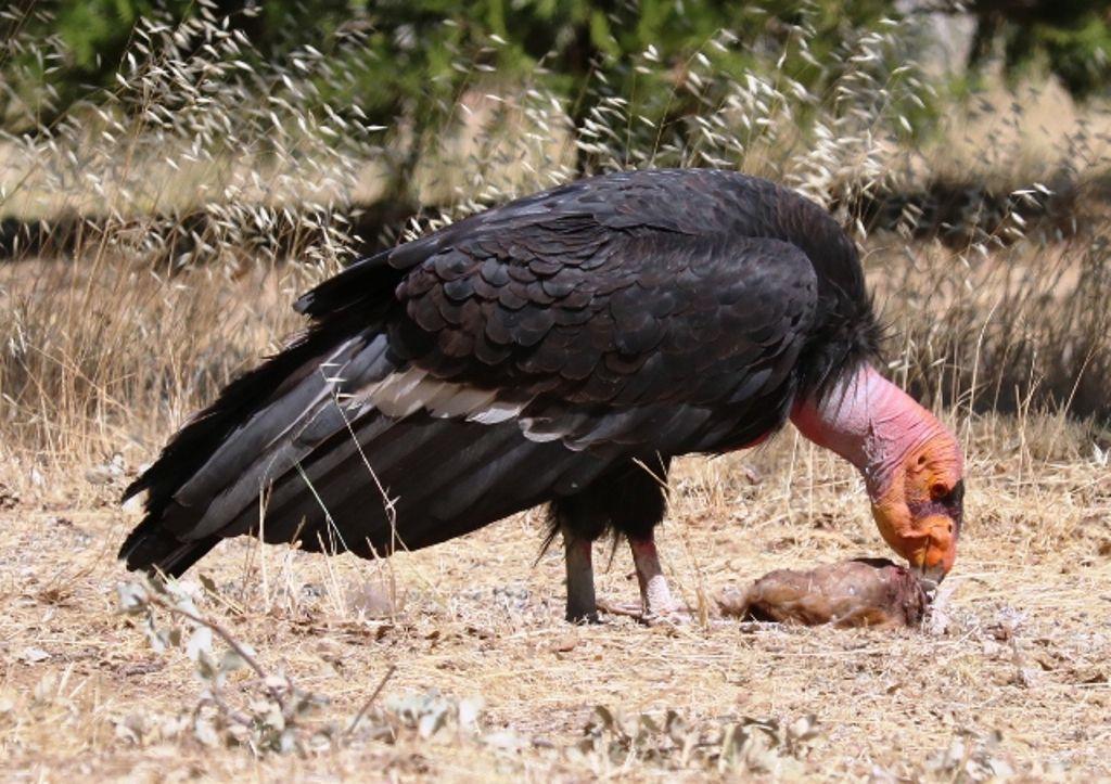 Pen In Hand California Condors In The Tehachapi Mountains Seen