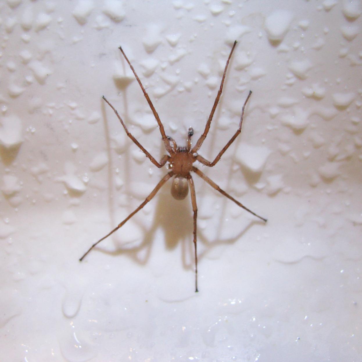 Pen in Hand: Wandering Spiders: large and rather scary-looking, but not  Brown Recluses | Lifestyle | tehachapinews.com, image size:1246x1246