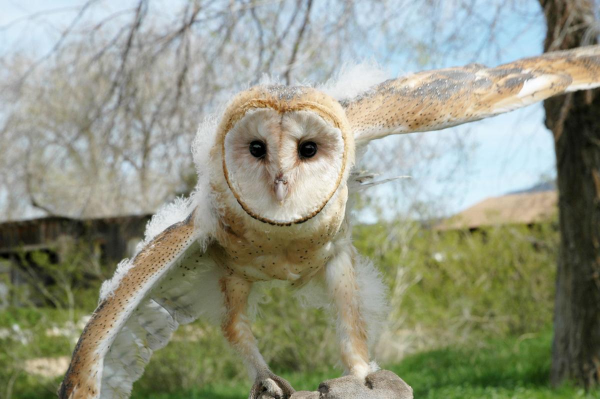 Pen In Hand Barn Owls Ghosts On The Wing Screeches In The Night