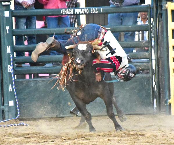PHOTO GALLERY: Bring out the tough for the Benz Bad Bulls Rodeo ...