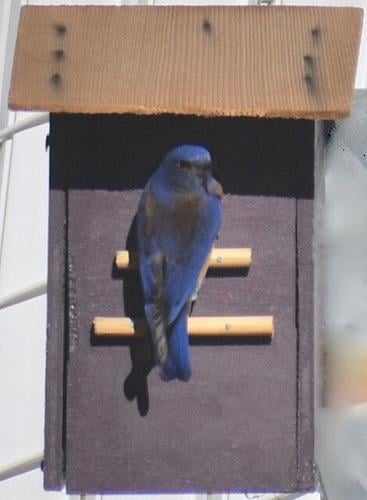 Natural Sightings #620 - Western Bluebird 2.jpeg