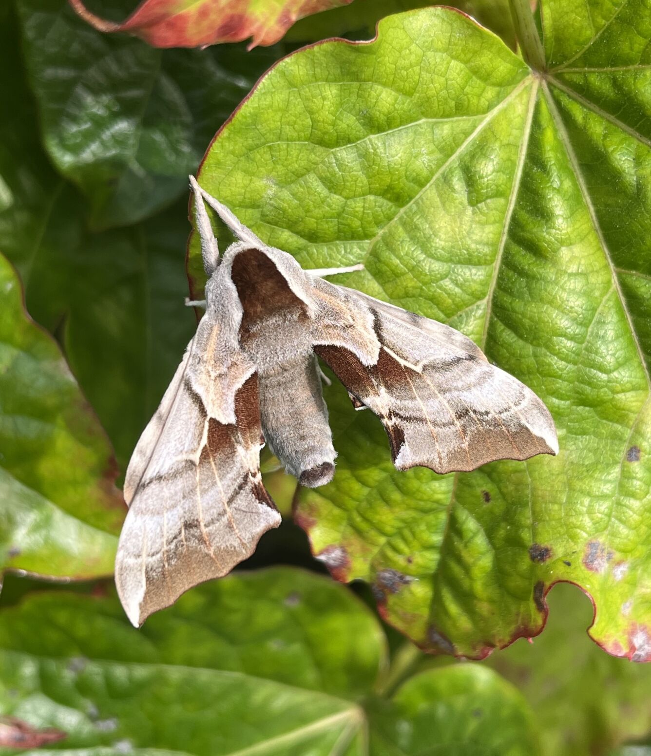 67eaec6d8f224.image.jpg?crop=