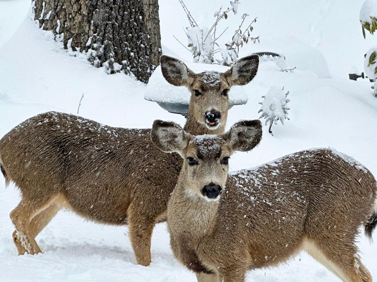 How deer and elk survive harsh, snowy winters