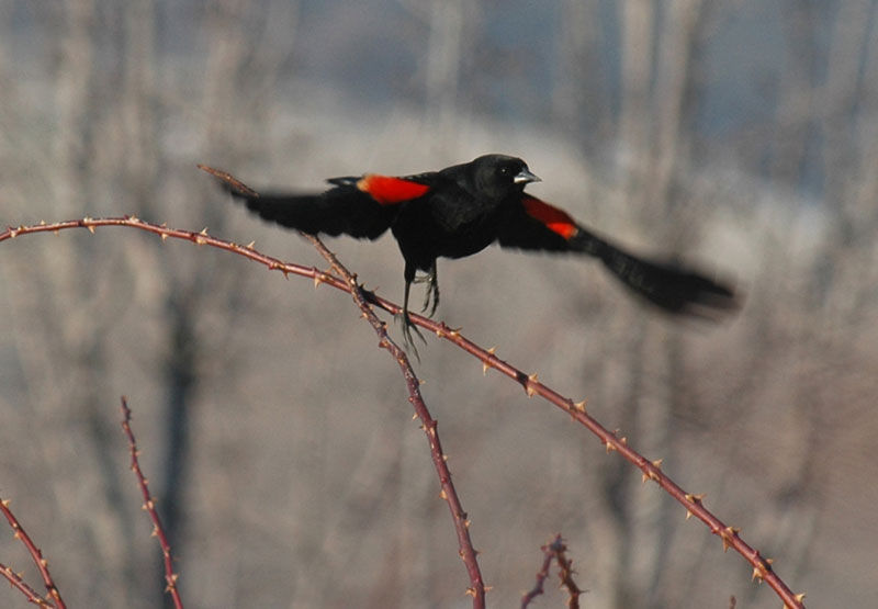 Pen in Hand: The Song of the Wetland: Red-winged Blackbirds