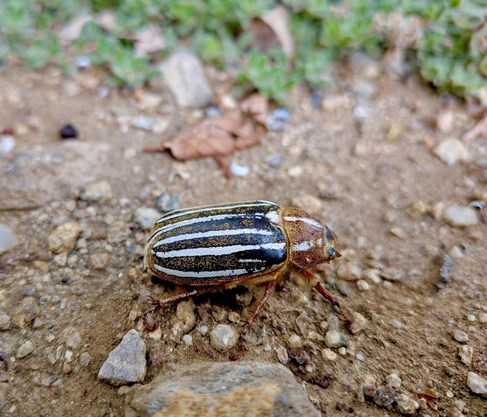 Natural Sightings: A beetles that hisses