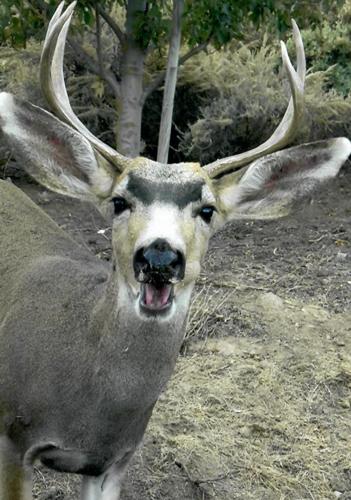 does chewing tobacco scare deer Do smells while hunting? Natural Sightings: Something to jaw
