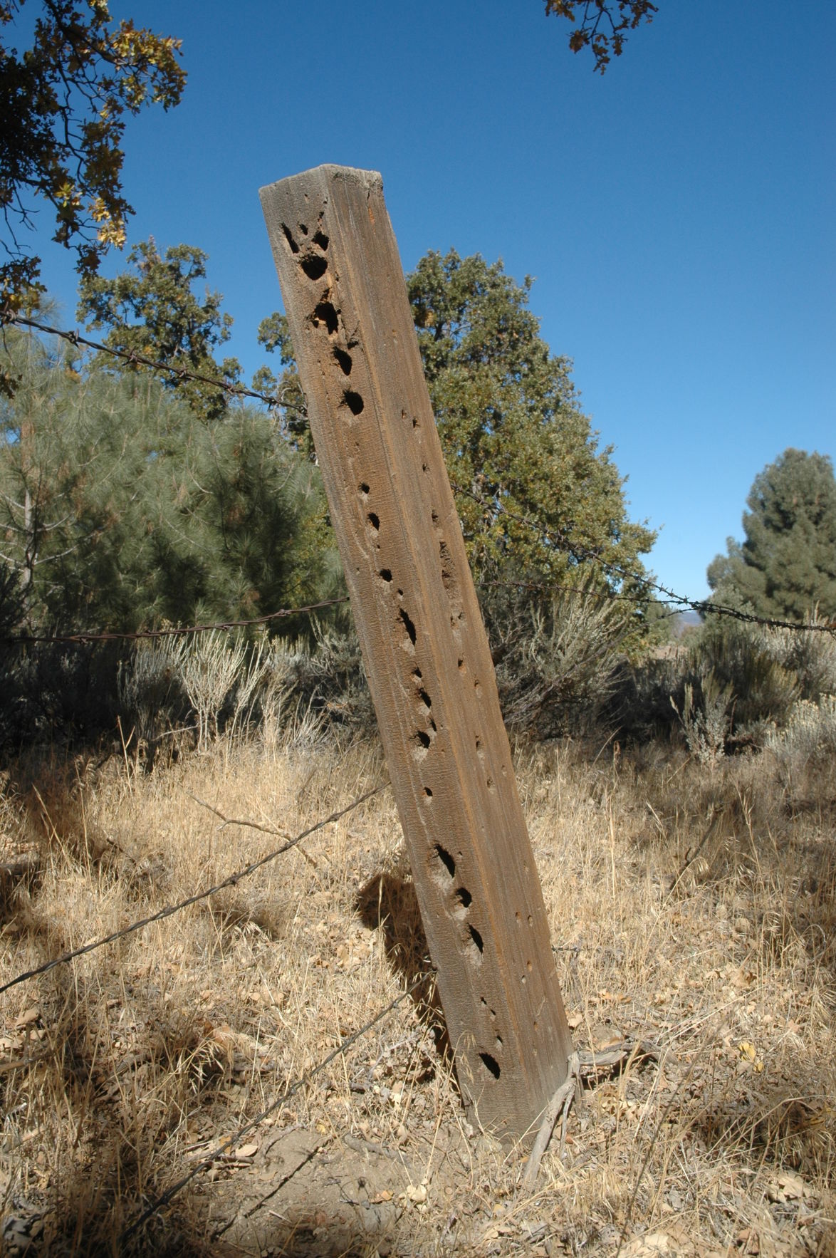 Sale Texas Barbed Wire Fence Wall Hanging 1876-1881