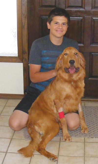 Golden Retriever Saves Teen From Snake Bite News Tehachapinews Com