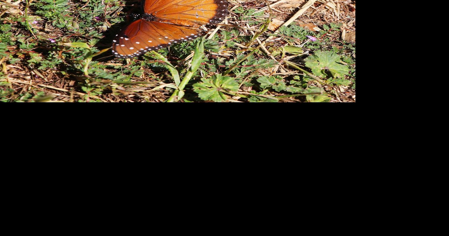 Pen in Hand: Long live the Queen! She’s no Monarch