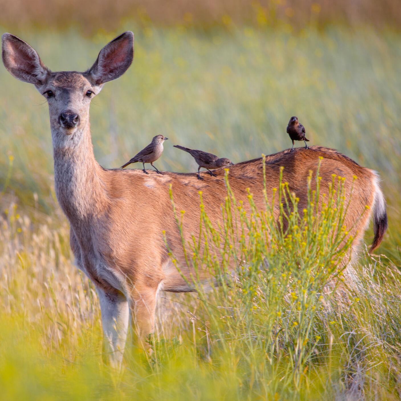 Natural Sightings: Mule Deer doe and birds | Lifestyle