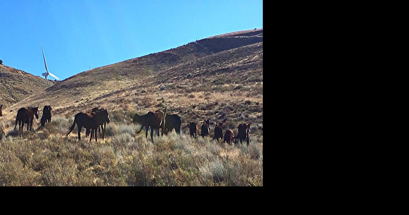 Natural Sightings: The wild equine spirit of the Tehachapi Mountains ...