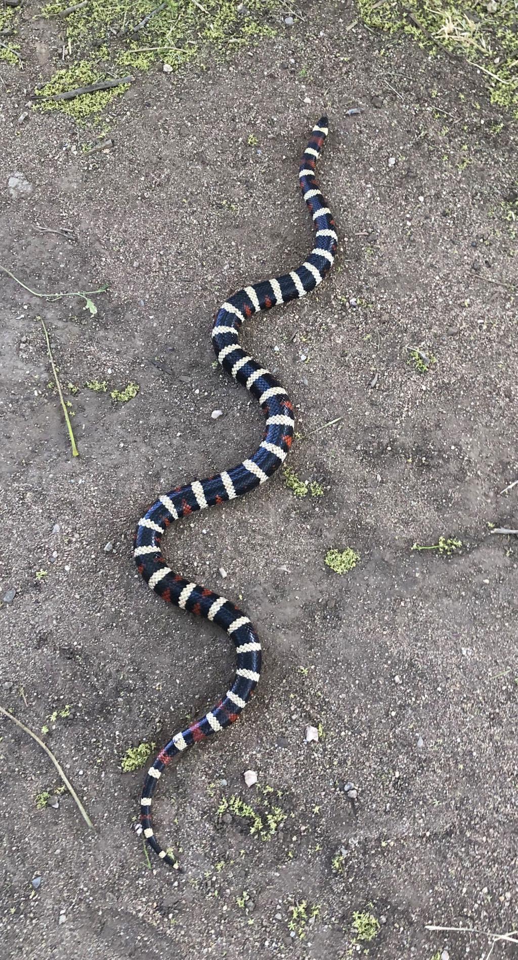 Pen In Hand California Mountain Kingsnake A Beautiful Jewel Of A Reptile Lifestyle Tehachapinews Com