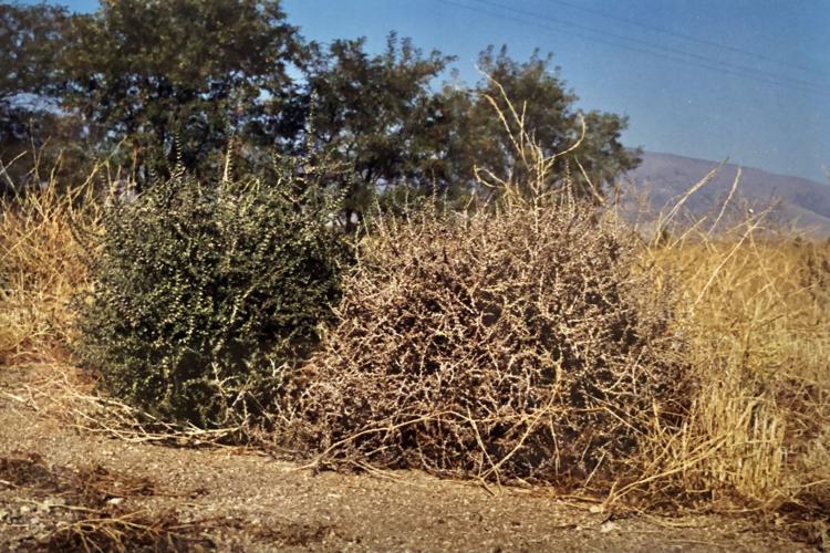 Tumbling tumbleweed is an invasive species