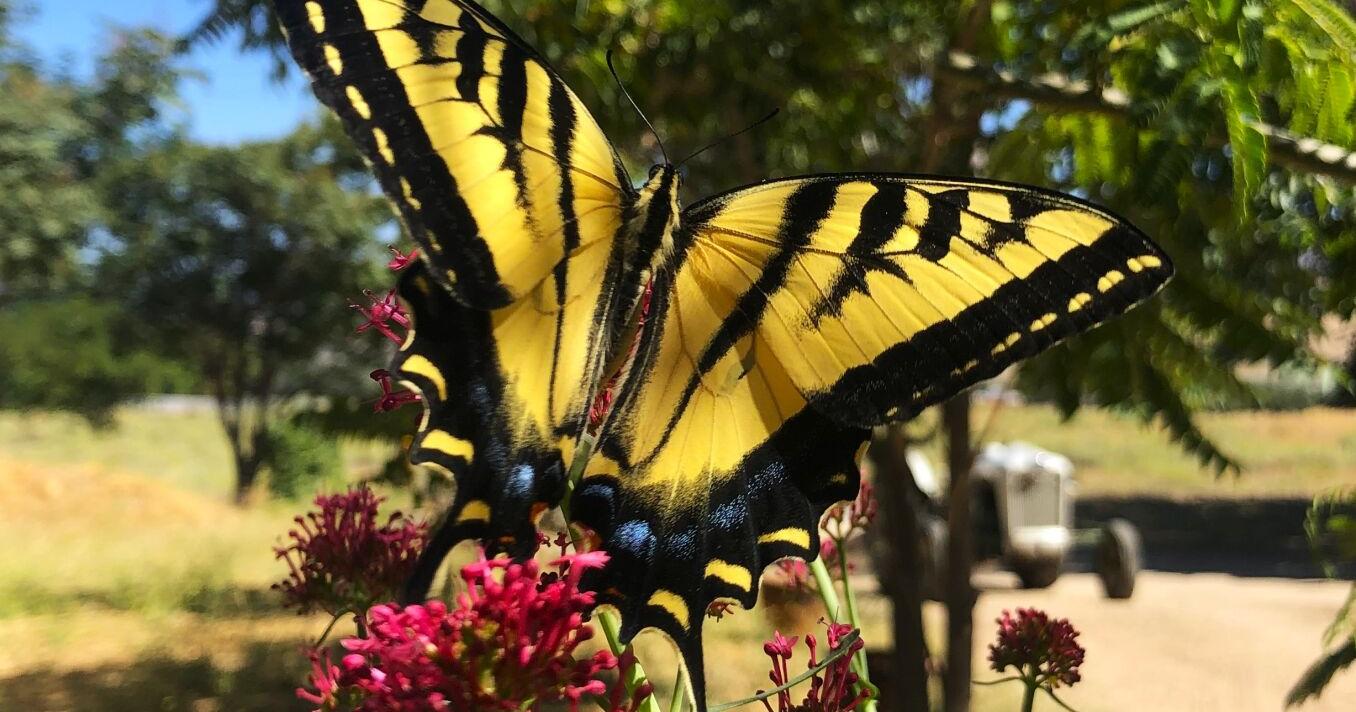 Pen in Hand: Animals by the numbers - Vimarsana News