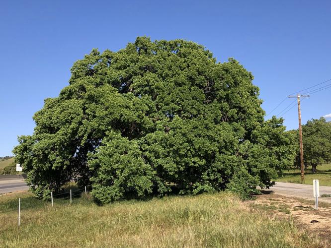 Pen in Hand The Umbrella Oaks of Bena Road Lifestyle