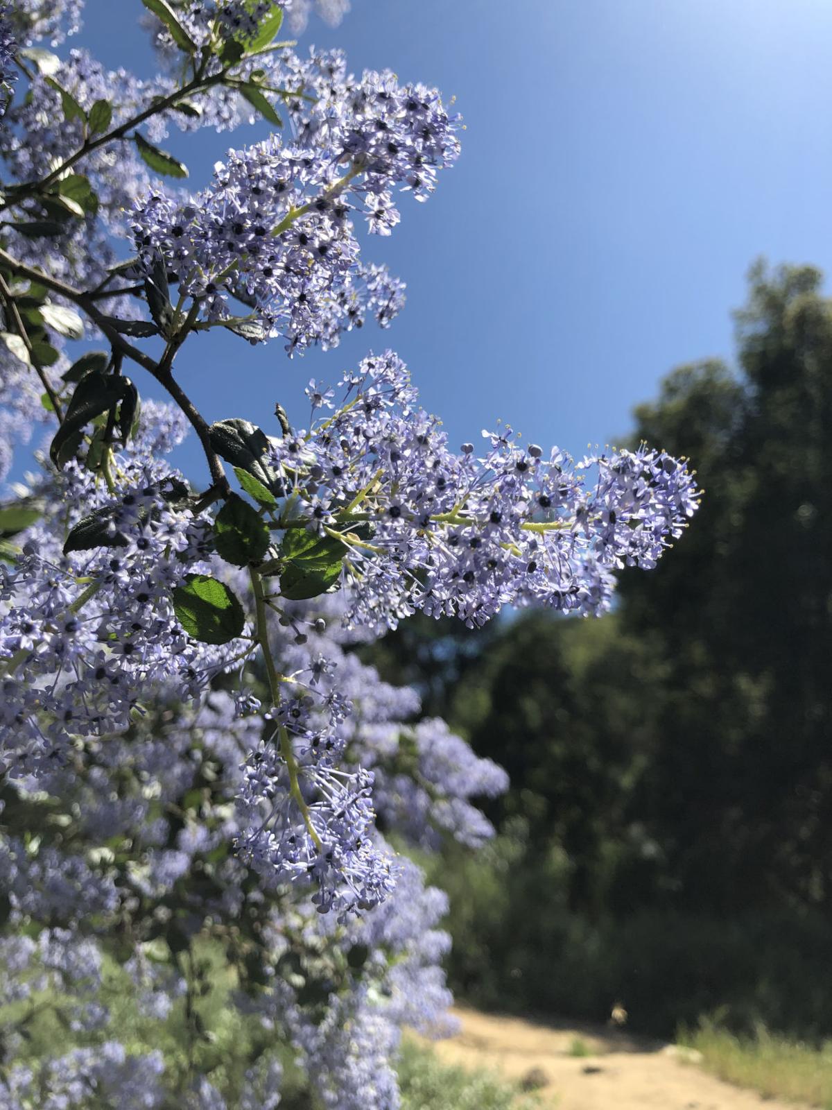 Pen in Hand: Wild Lilac: a beautiful native shrub that can clean your hands | Lifestyle | tehachapinews.com