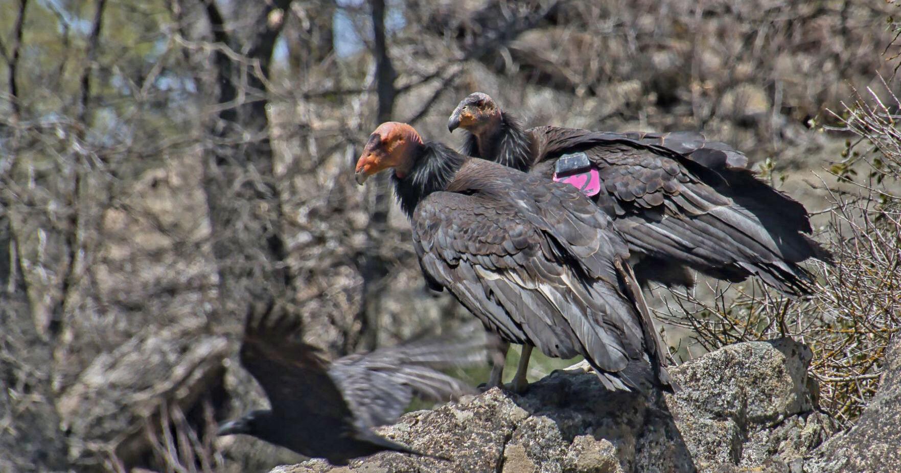 Pen in Hand: Two California Condor encounters a century apart