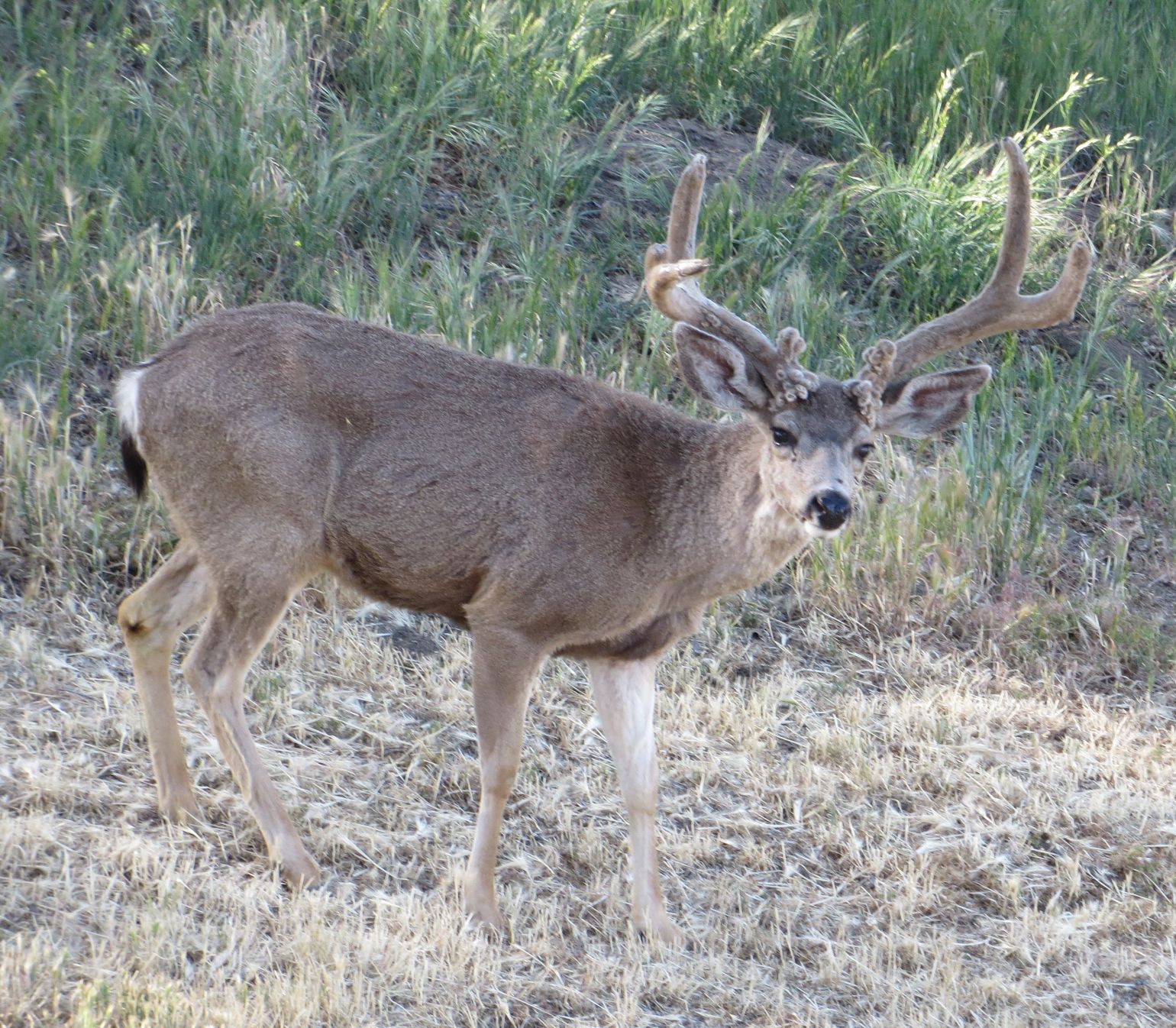 deer pen