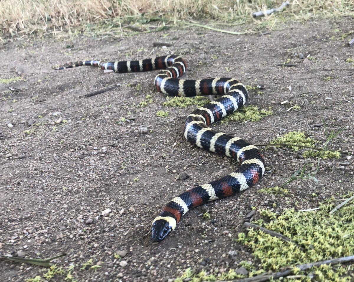 Pen In Hand California Mountain Kingsnake A Beautiful Jewel Of A Reptile Lifestyle Tehachapinews Com