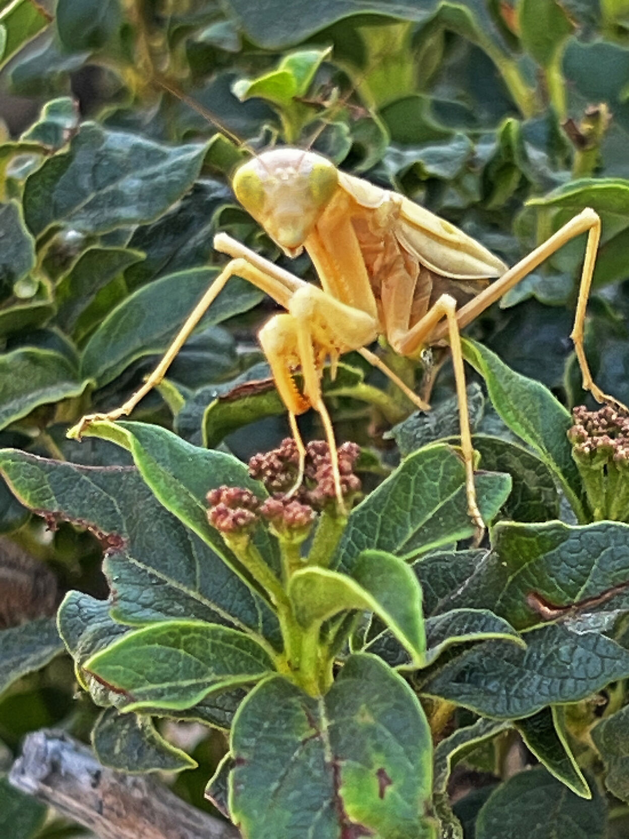 670d7a6a23766.image.jpg?crop=