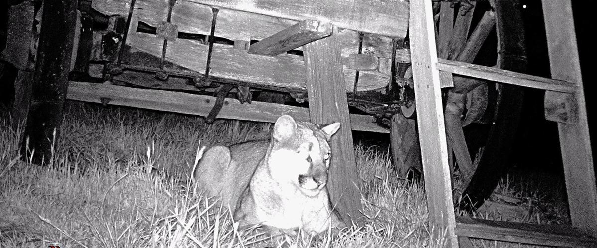 Mountain Lion Attacks Goat In Bear Valley Springs News