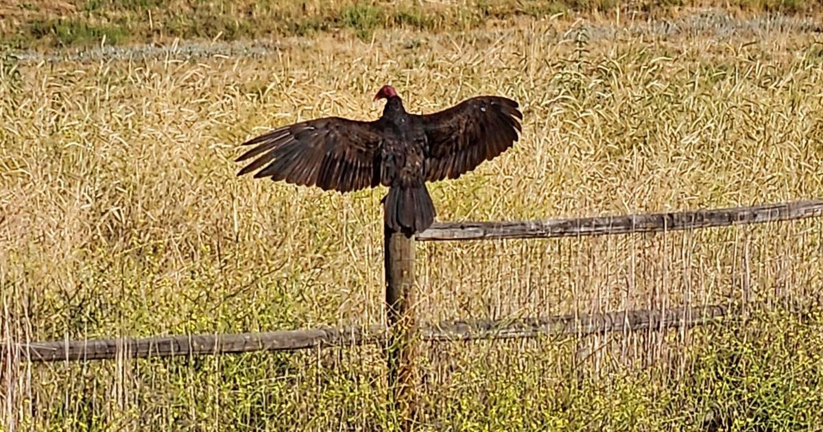 NATURAL SIGHTINGS: Turkey vultures are well adapted to their diet ...