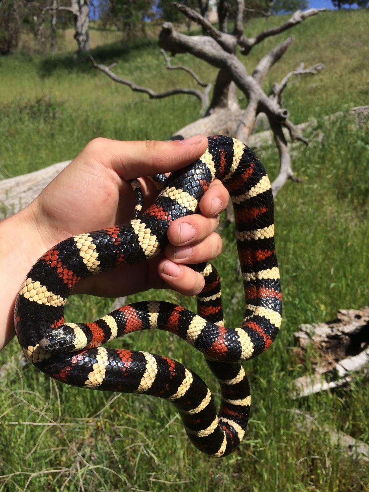Pen In Hand California Mountain Kingsnake A Beautiful Jewel Of A Reptile Lifestyle Tehachapinews Com