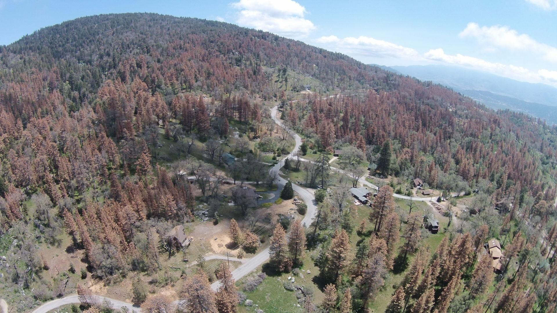 Bear Valley CSD board accepts 1.2 million CalFire grant for dead tree