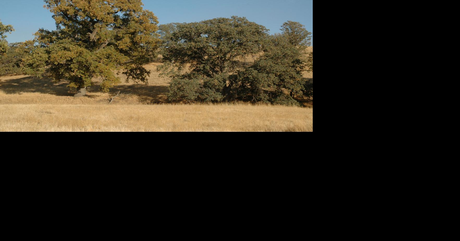 Pen in Hand: Valley Oak Savanna: you don't have to go to Africa to see  savanna habitat | Lifestyle | tehachapinews.com