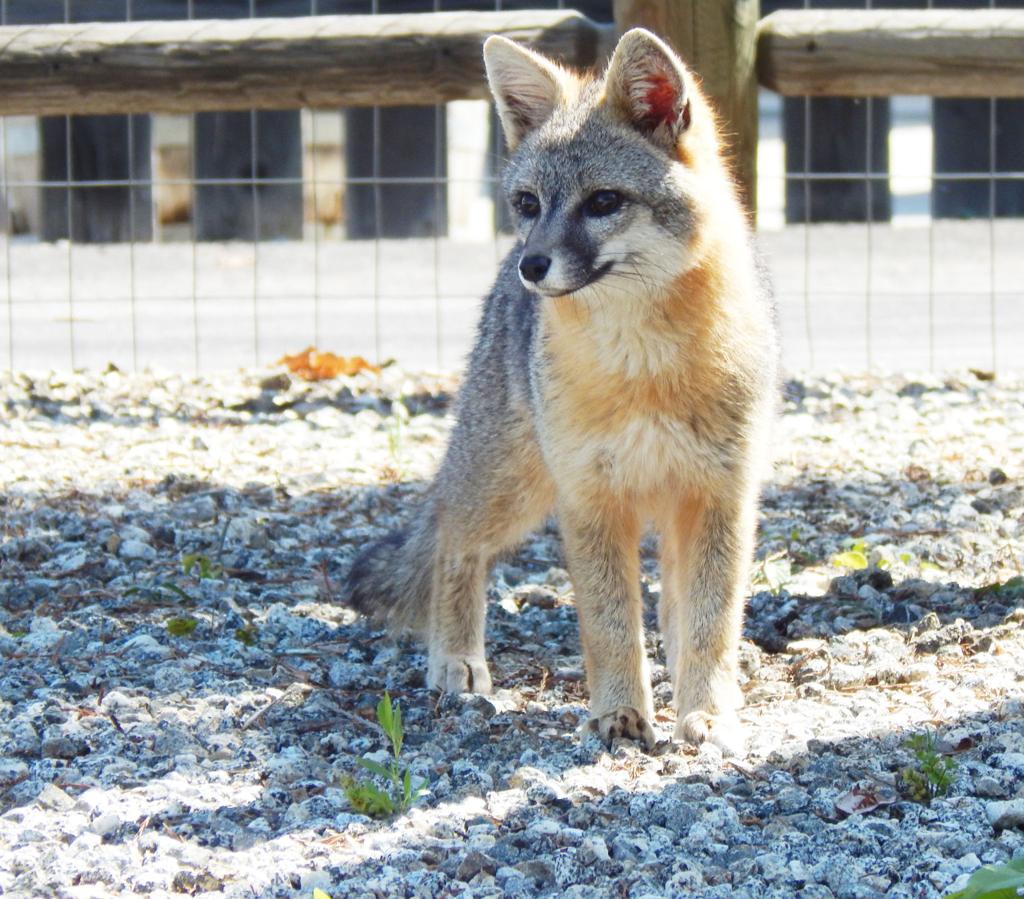 Pen In Hand Watching Wildlife In The Tehachapi Mountains The Fox