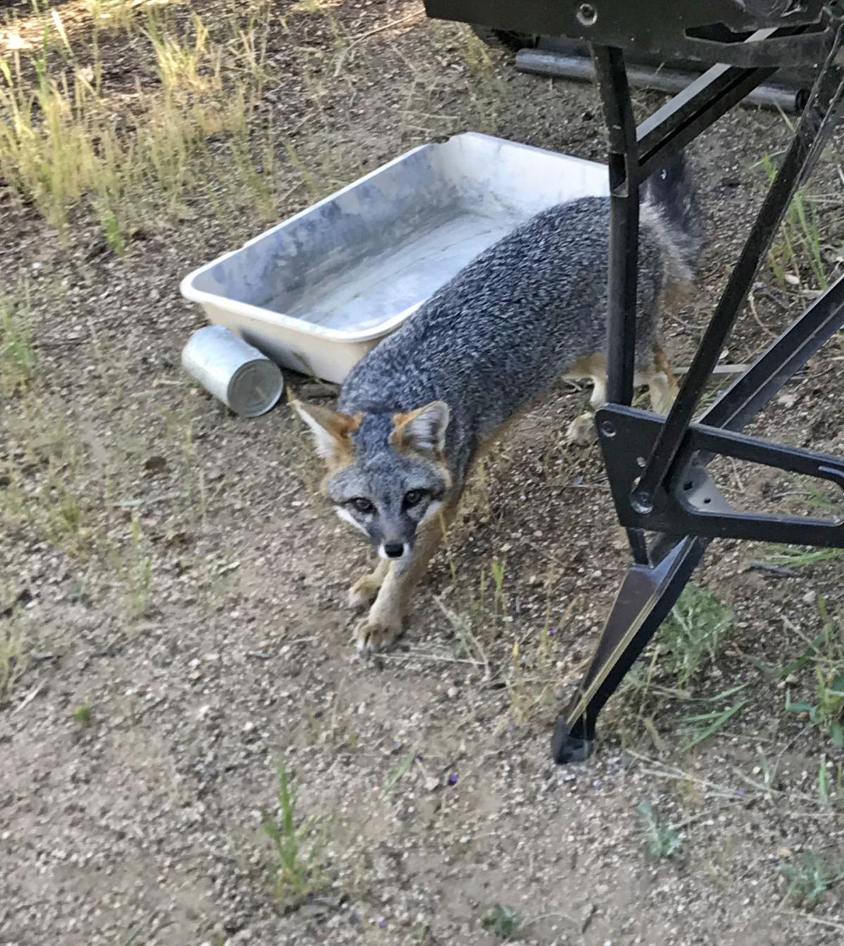 Pen in Hand Gray Foxes litters are now making an appearance