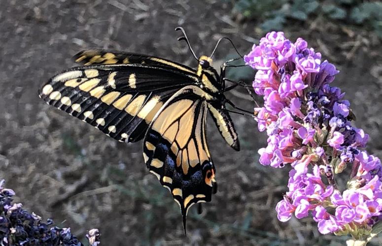 eastern tiger swallowtail butterfly