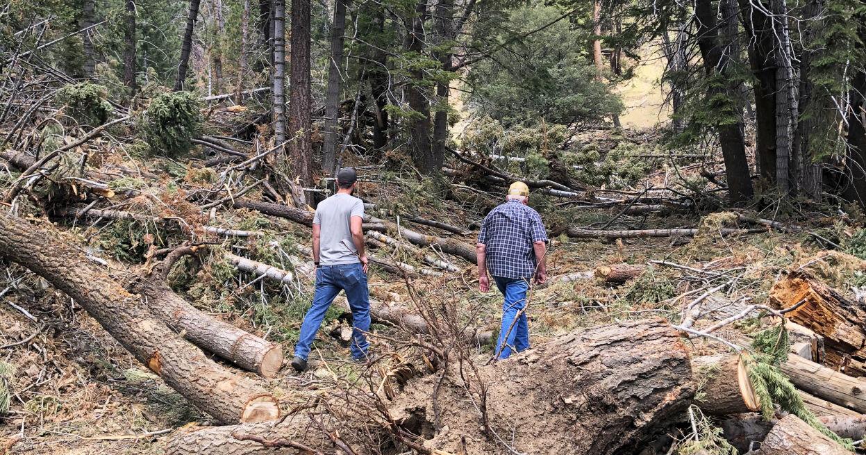 Pen in Hand: Avalanche! The rarest natural cataclysm in the Tehachapi Mountains - Vimarsana News