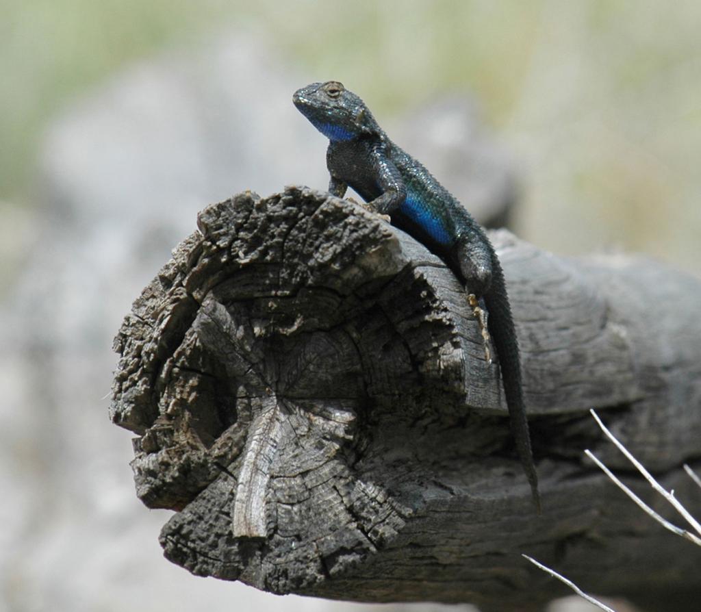 Western Fence Lizard (blue-belly)  Jack Elliott's Santa Barbara Adventure