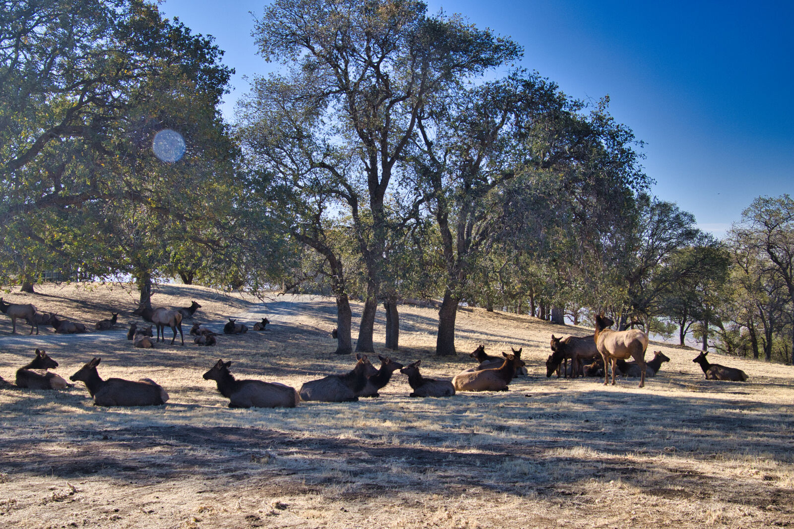 Pen in Hand: Elk in Tehachapi: a big cow herd at rest - Vimarsana News